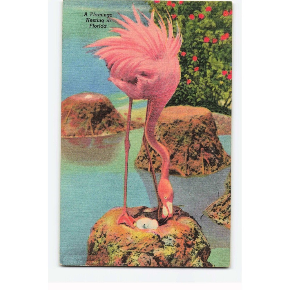 Vintage Flamingo Nesting Hialeah Park Florida Linen Postcard Curt Teich 1B-H1496